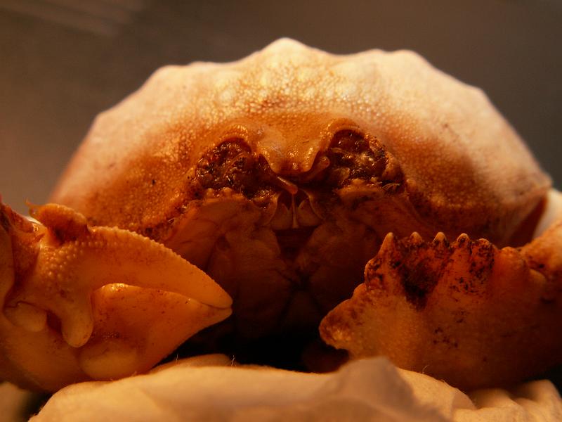 Calappa pelii 12.JPG